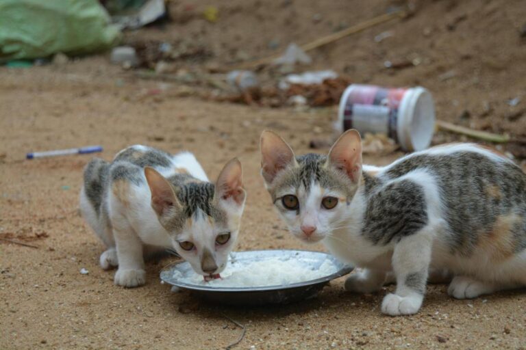 Colony Feeders Assaulted In The Latest Example Of Australia’s Freak-Out Over Cats – Pain In The Bud