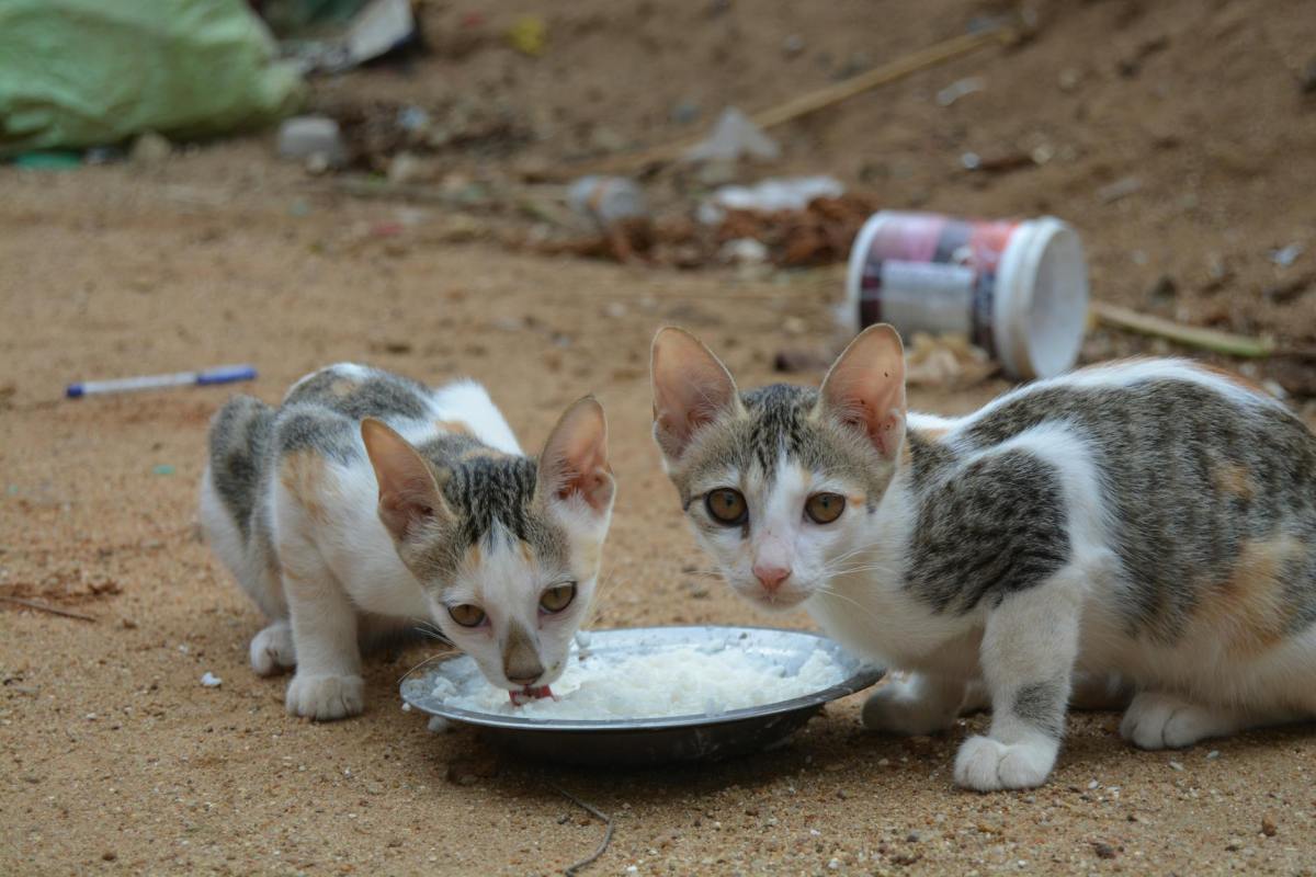 Colony Feeders Assaulted In The Latest Example Of Australia’s Freak-Out Over Cats – Pain In The Bud