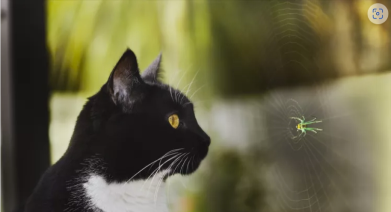 Riverfront Cats, Downtown Miami: Creepy Spiders & Cats