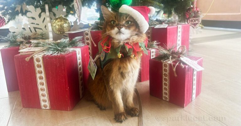 My Christmas Day Therapy Cat Visit
