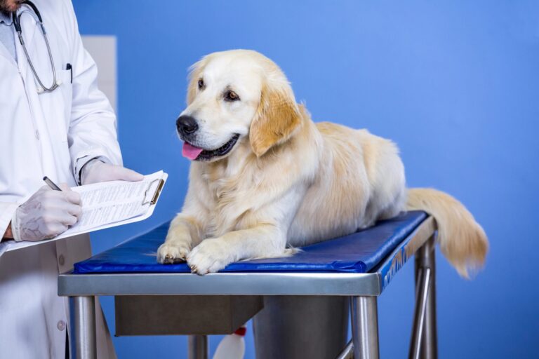 Think A Pet Savings Account Is Enough? The Math Says Otherwise