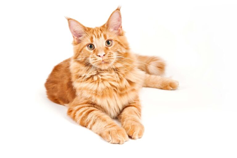 15 Brutal Signs Your Cat Is Just Not That Into You (And How to Fix It)