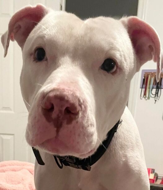Ghost – CT – Deaf Dogs Rock