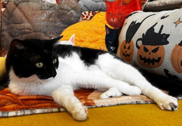 Le Chat-Rivari Café: a vegan restaurant in Paris (with adoptable cats)