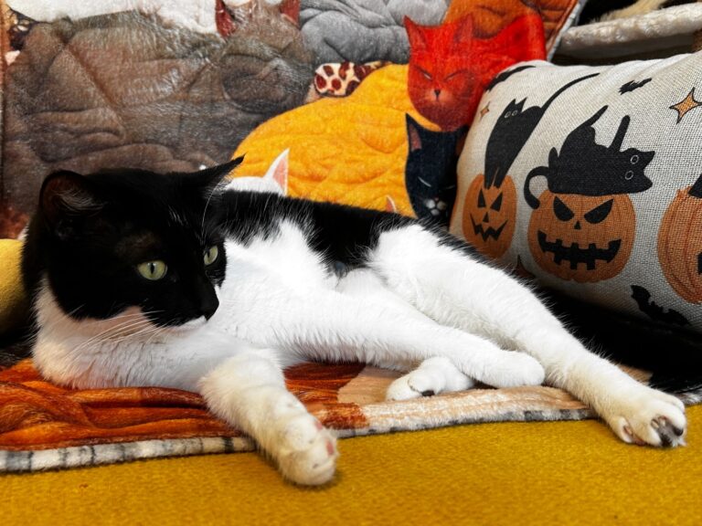 Le Chat-Rivari Café: a vegan restaurant in Paris (with adoptable cats)