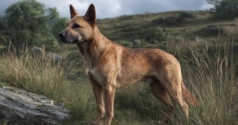 Meet the Telomian: The Rare Dog That Climbs Like a Human (You Won’t Believe This)