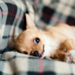 500 Holiday Inspired Dog Names