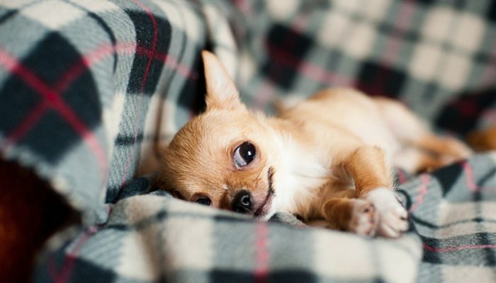 500 Holiday Inspired Dog Names