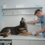 5 Warning Signs Your Dog Needs to See the Vet
