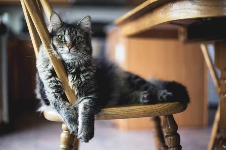 Best probiotics for cats with kidney disease