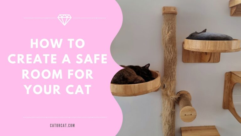 Cat Setup: How to Create a Safe Room for Your Cat