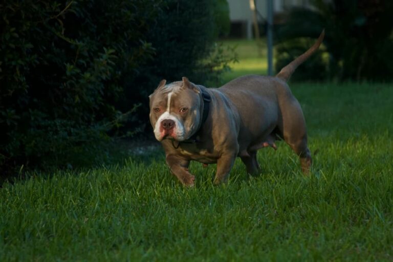 Dog Lead Laws | Meg K9