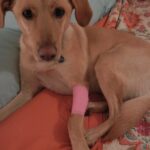 First Aid Tips To Help Save Your Dog’s Life