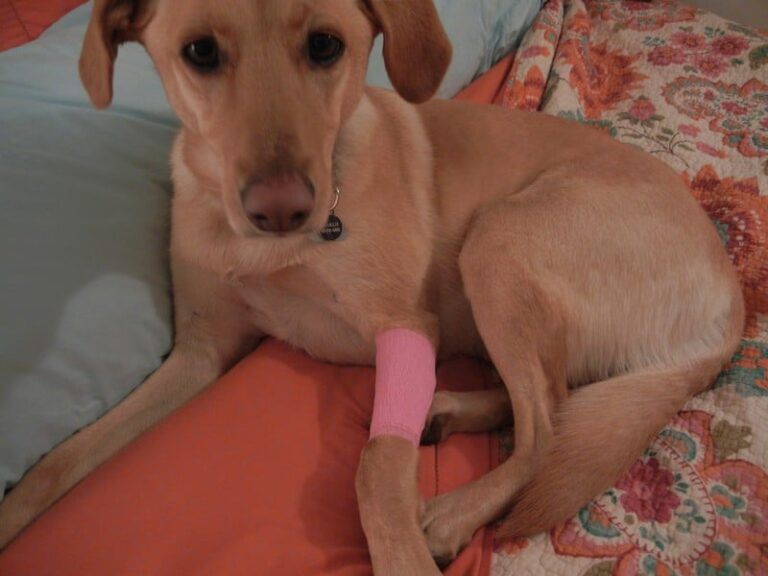 First Aid Tips To Help Save Your Dog’s Life