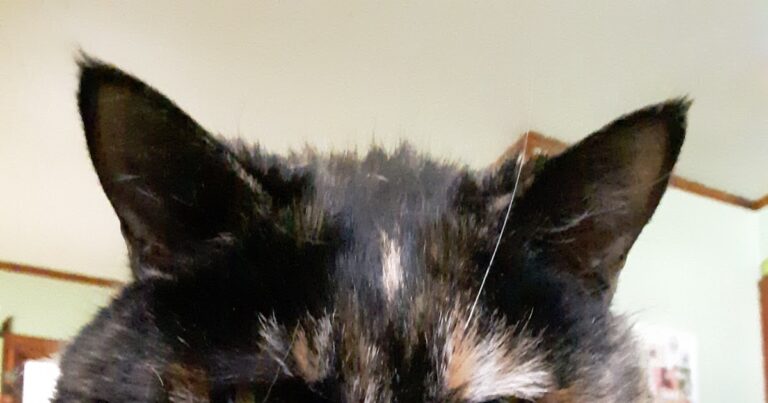 Melissa’s Mochas, Mysteries and Meows: Judging You #SundaySelfie