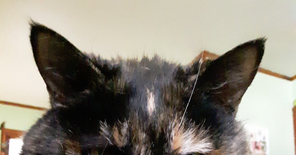 Melissa’s Mochas, Mysteries and Meows: Judging You #SundaySelfie