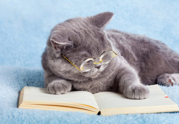 The 10 Smartest Cat Breeds – The Purrington Post