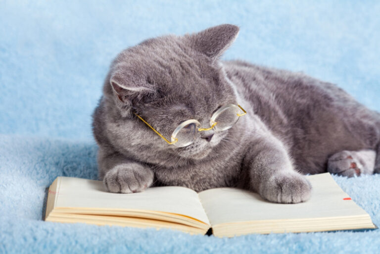 The 10 Smartest Cat Breeds – The Purrington Post