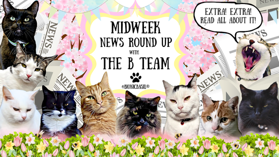 The BBHQ Midweek News Round-Up **FULL MOON VIBES INCOMING!!!** ~ Smooch Says Mew Missed A Bit, Fudge’s Favourite Grass Spot, and Parsley’s Outdoor Snuggle Spot ~ **PLUS** Melvyn’s Modelling