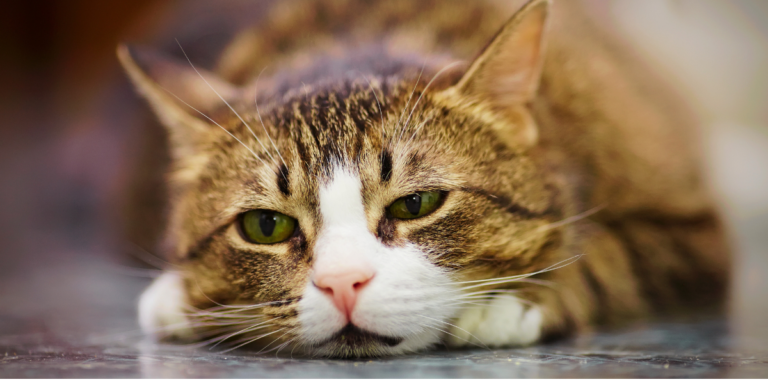 Why Is My Cat Leaking Urine?