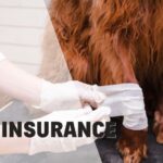 7 Best Pet Insurance for Dogs in 2026: Top Picks for Coverage and Value