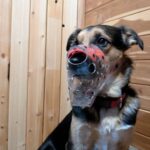 Should I Use a Dog Muzzle for Grooming? Features to Look For and How to Use Them*