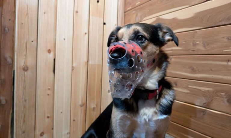Should I Use a Dog Muzzle for Grooming? Features to Look For and How to Use Them*