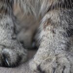 Huge Savannah Cat Looks Like a Cute House Cheetah—Then His Maine Coon Brother Shows Up