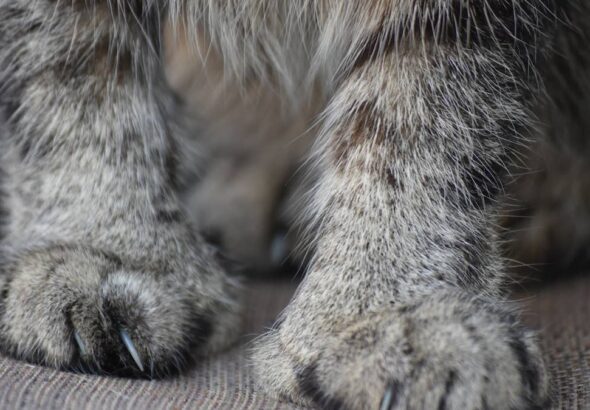 Huge Savannah Cat Looks Like a Cute House Cheetah—Then His Maine Coon Brother Shows Up