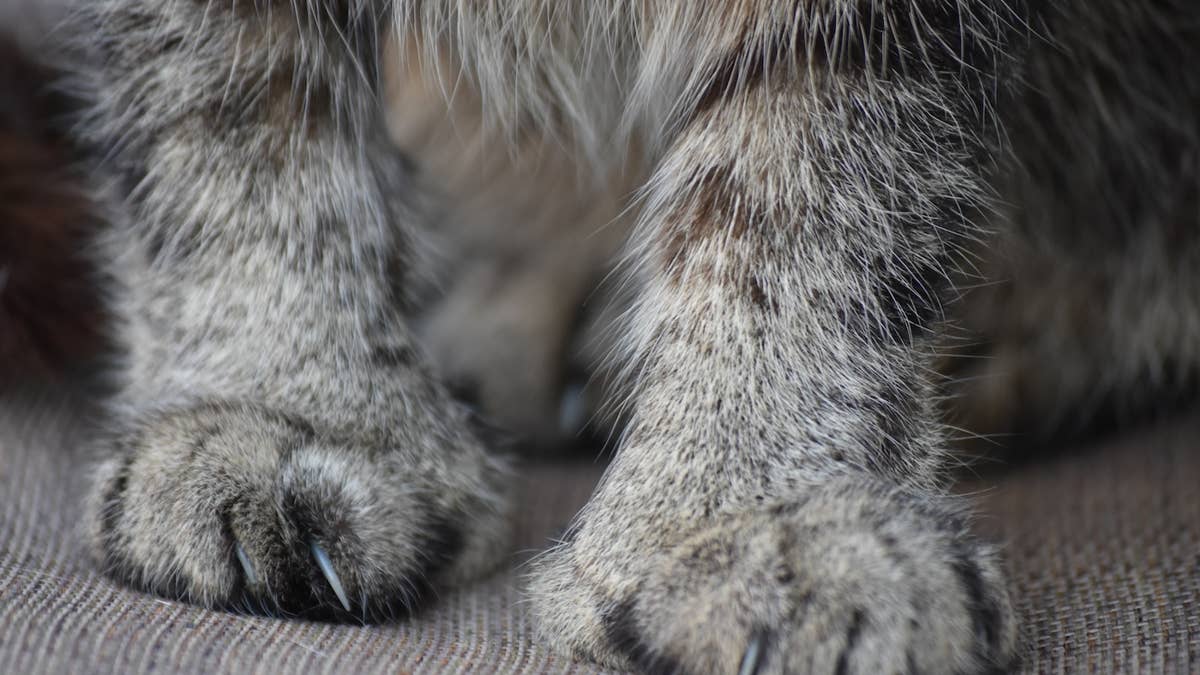 Huge Savannah Cat Looks Like a Cute House Cheetah—Then His Maine Coon Brother Shows Up