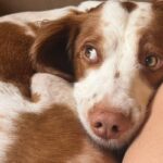 How to Foster a Dog: Here’s What It Involves and How to Help