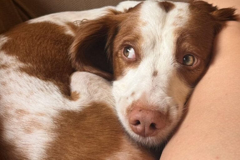 How to Foster a Dog: Here’s What It Involves and How to Help