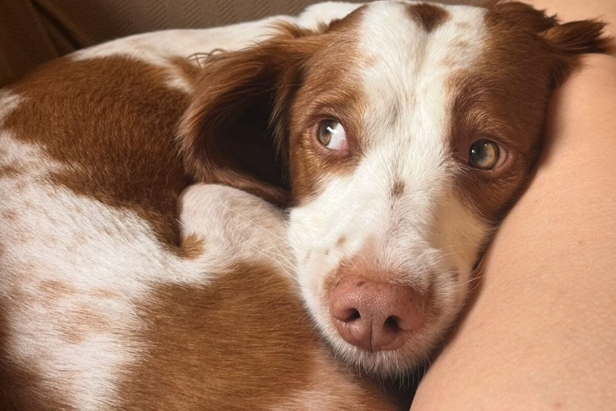 How to Foster a Dog: Here’s What It Involves and How to Help