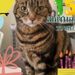 Happy Birthday To Me Caturday Art
