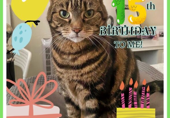 Happy Birthday To Me Caturday Art