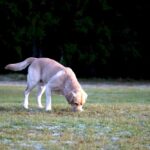 Why Do Dogs Eat Poop & How to Stop It