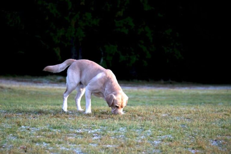 Why Do Dogs Eat Poop & How to Stop It