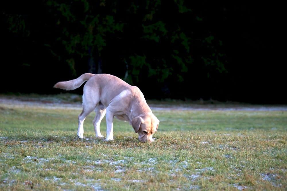 Why Do Dogs Eat Poop & How to Stop It