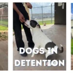 Dogs Make the Difference at Fort Bend Juvenile Detention