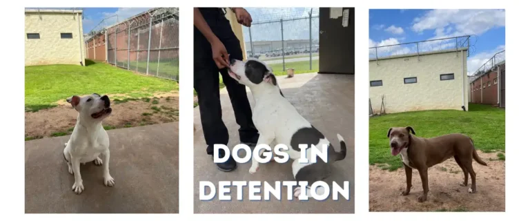 Dogs Make the Difference at Fort Bend Juvenile Detention