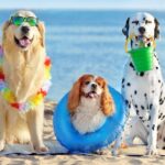 Summer Essentials for Dogs: Splash Pads, Cooling Gear, Lifejackets, and More