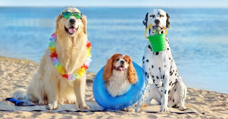 Summer Essentials for Dogs: Splash Pads, Cooling Gear, Lifejackets, and More