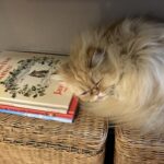 Christmas Eve Greetings – Cat Lady in the CanyonCat Lady in the Canyon