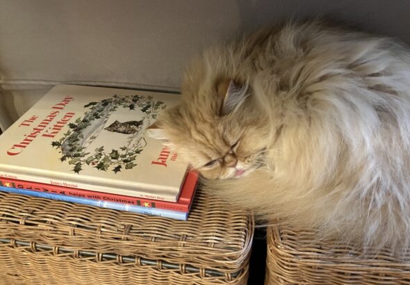 Christmas Eve Greetings – Cat Lady in the CanyonCat Lady in the Canyon