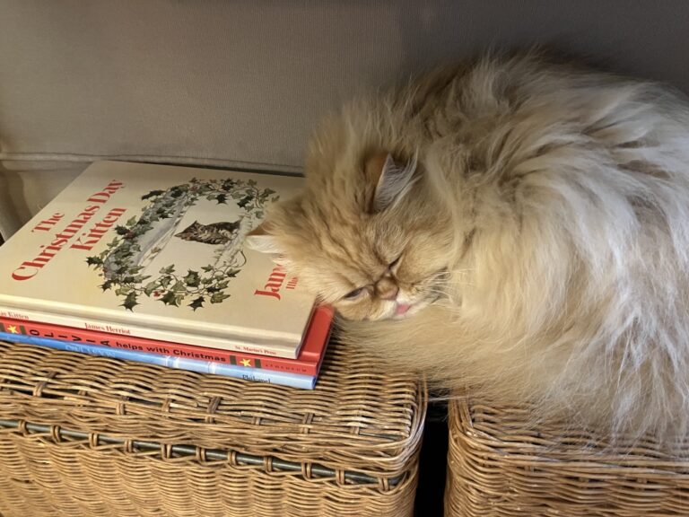 Christmas Eve Greetings – Cat Lady in the CanyonCat Lady in the Canyon