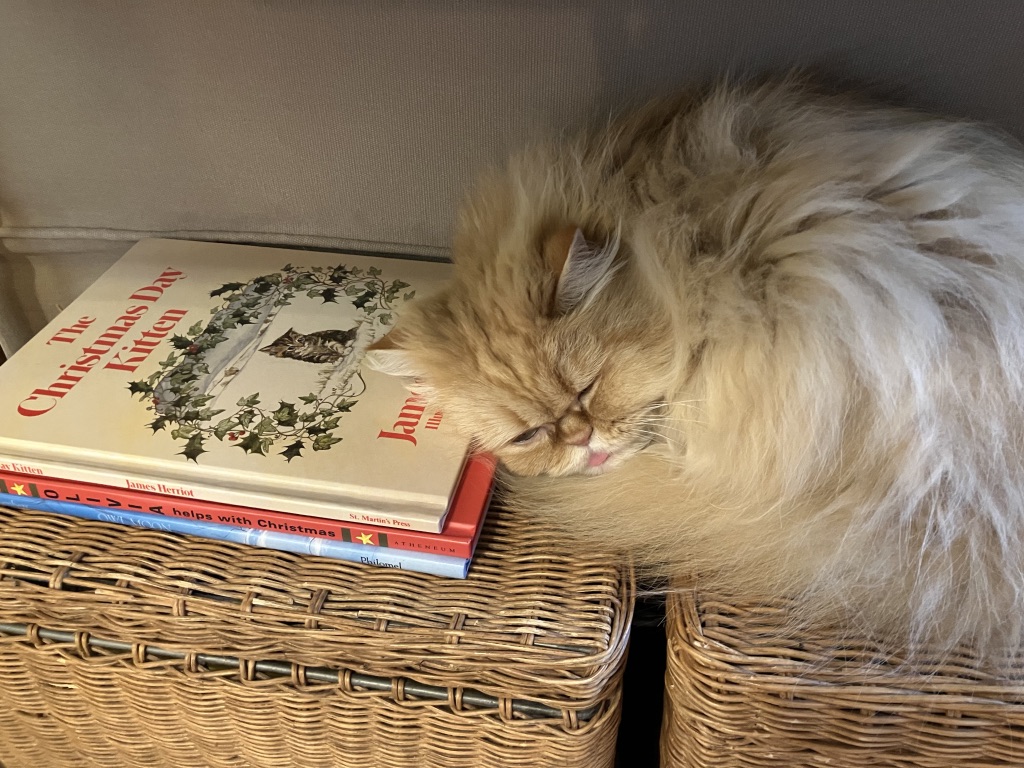 Christmas Eve Greetings – Cat Lady in the CanyonCat Lady in the Canyon