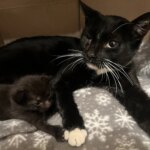 Peppercorn’s Long Journey Home