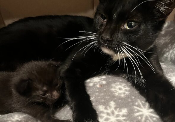 Peppercorn’s Long Journey Home