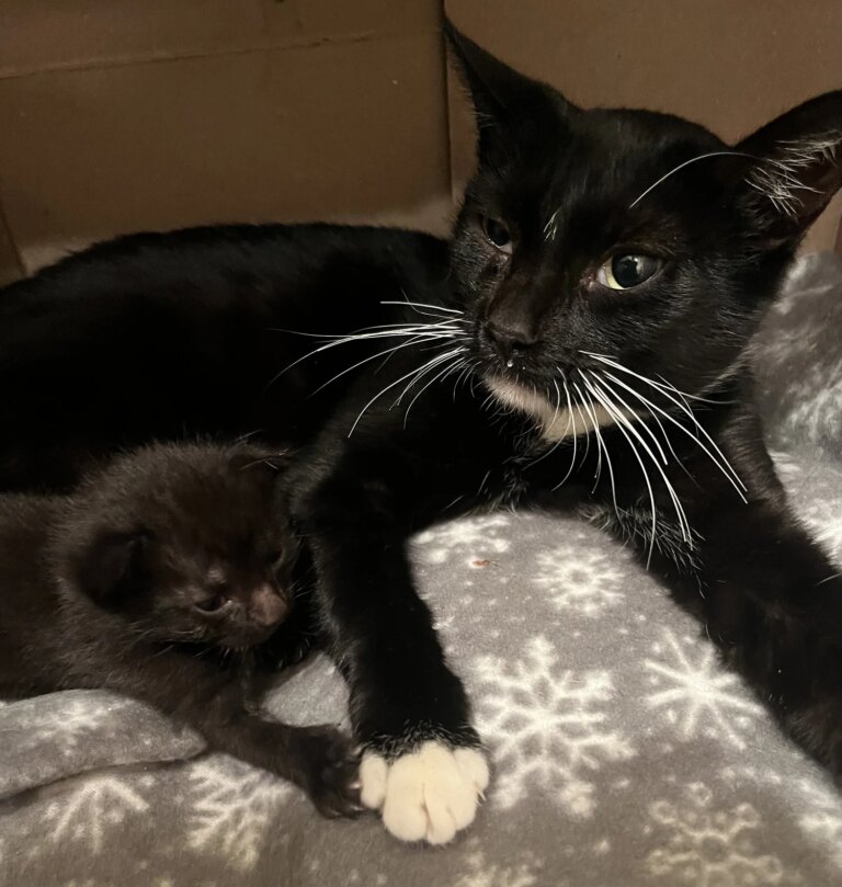 Peppercorn’s Long Journey Home