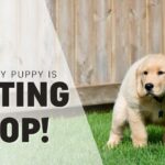 Help! My Puppy Keeps Eating Poop